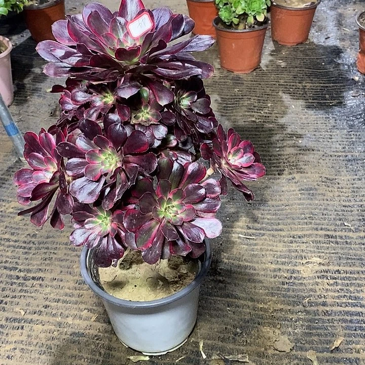 44，丽娜多肉14678900000