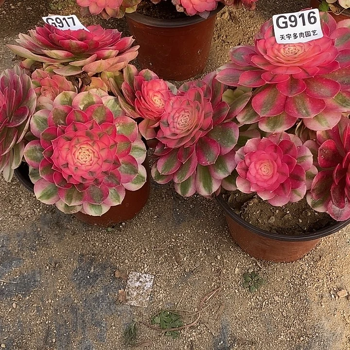 多肉植物套餐916。917