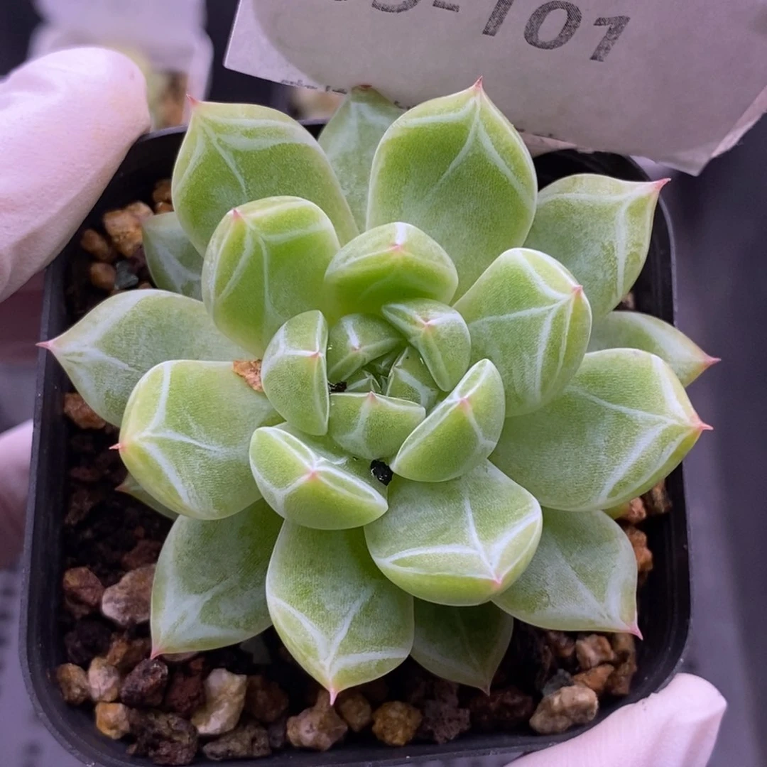 【闪购商品】09-101