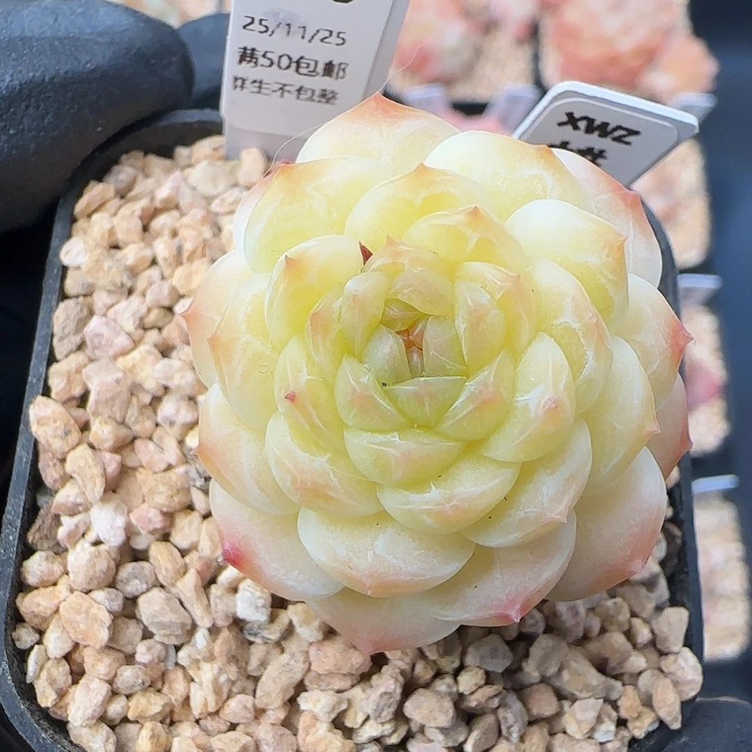 050   蜡像   5厘米盆