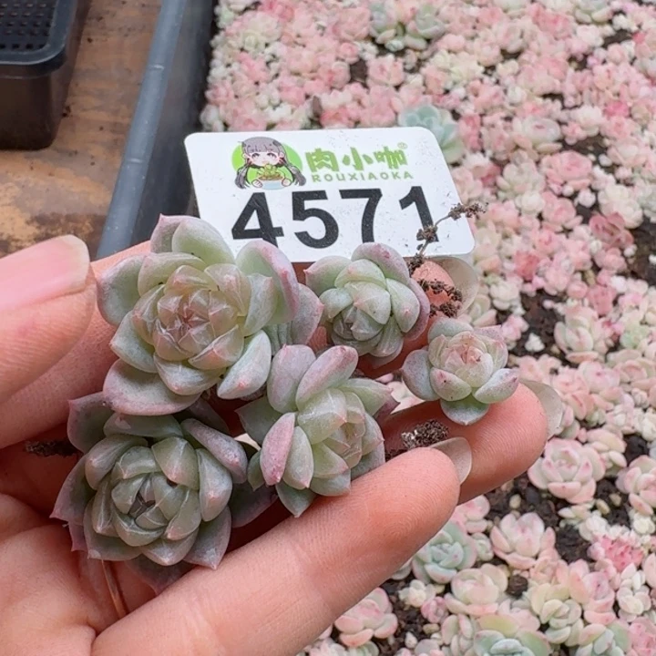 新****心多肉植物多肉植物