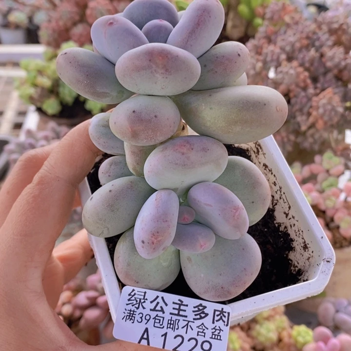 大叶奶8cm1229多肉植物