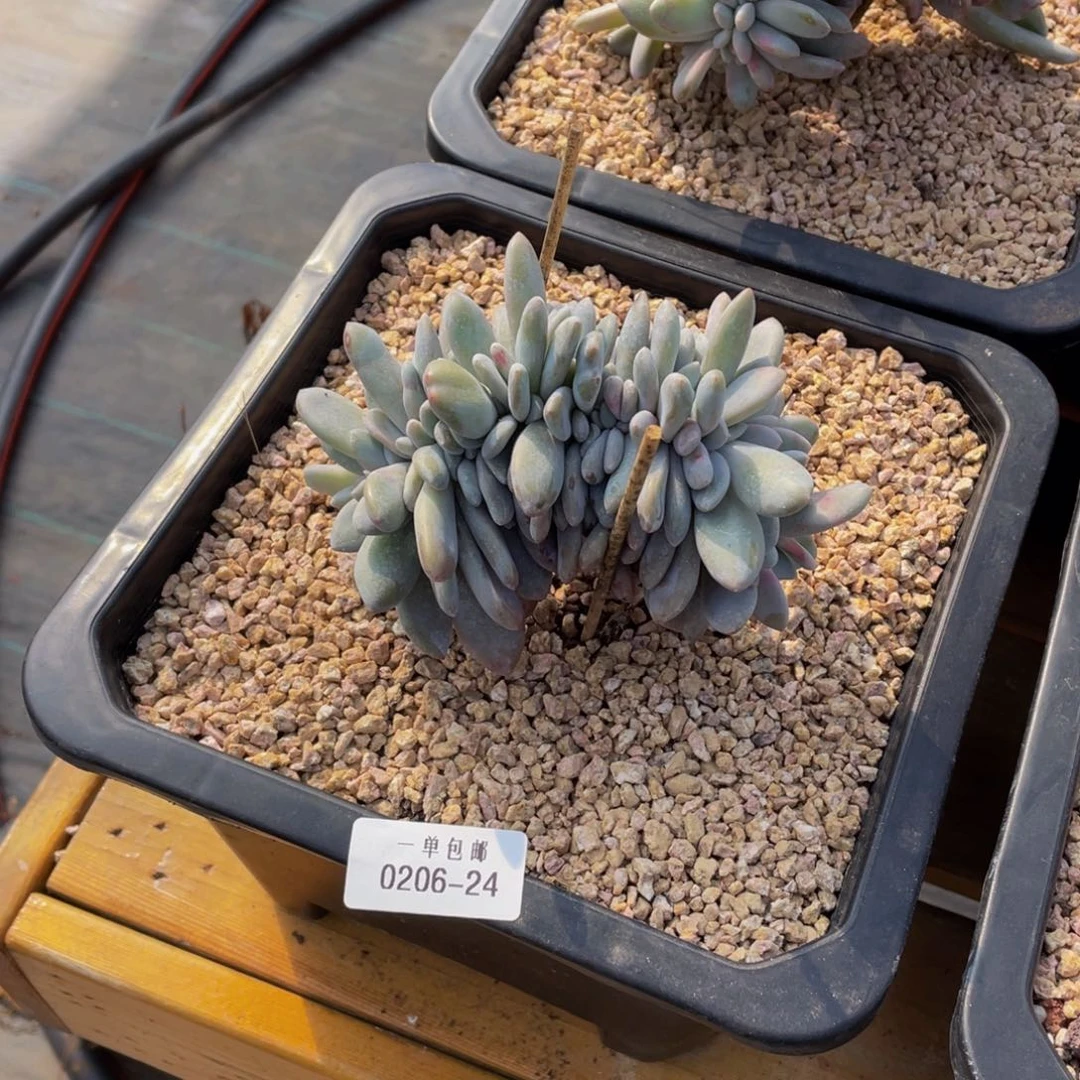 0206-24-粉兔缀化。。。。