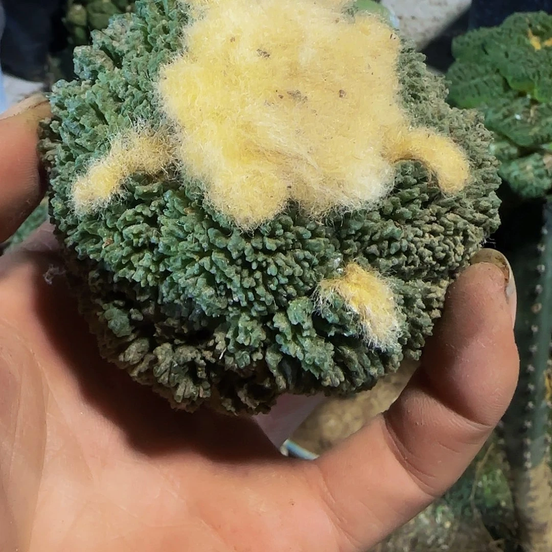 0***0大牡丹789仙人球开花