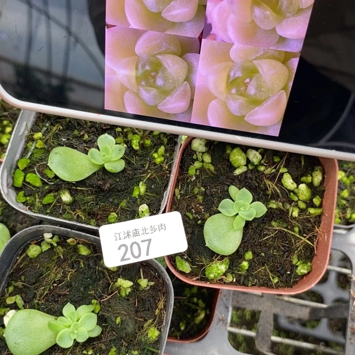 标207有礼财富一个量拍