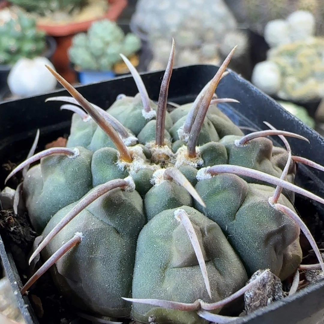 049实生春秋之壶多肉