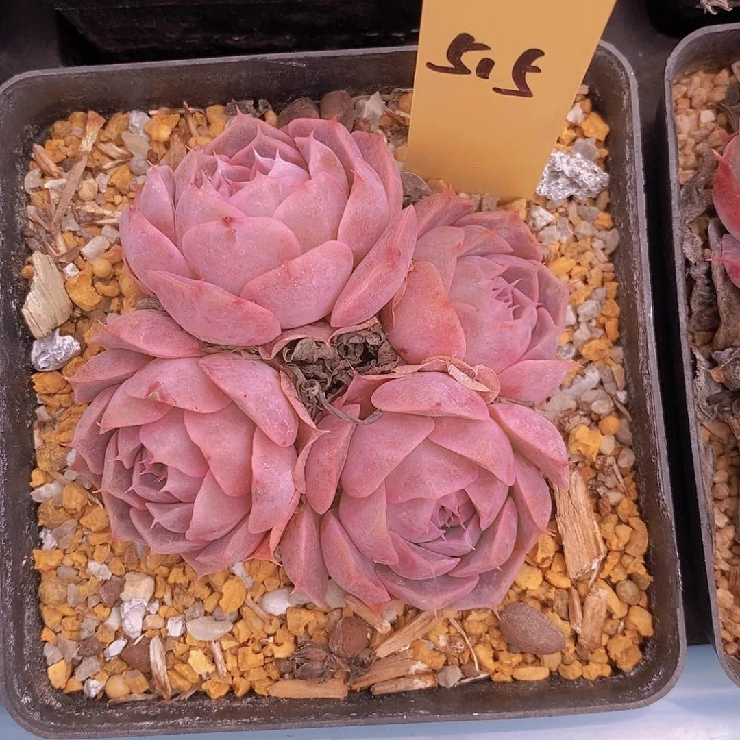 515多肉植物老桩