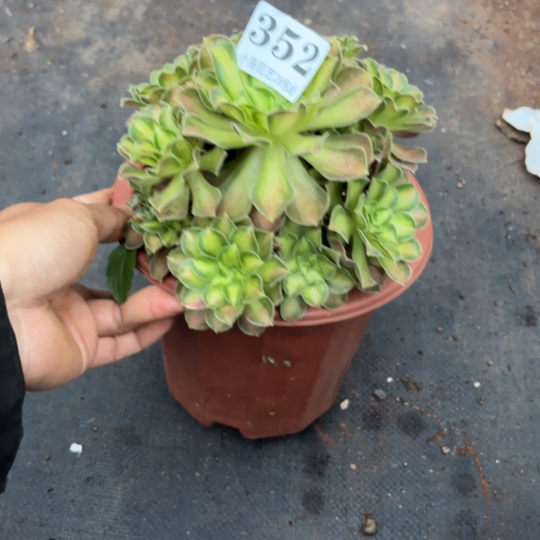 352号韶华朵朵法师植物