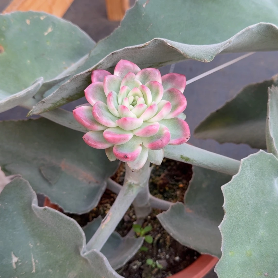 圊***懷冰月亮锦锦上园艺一物一拍