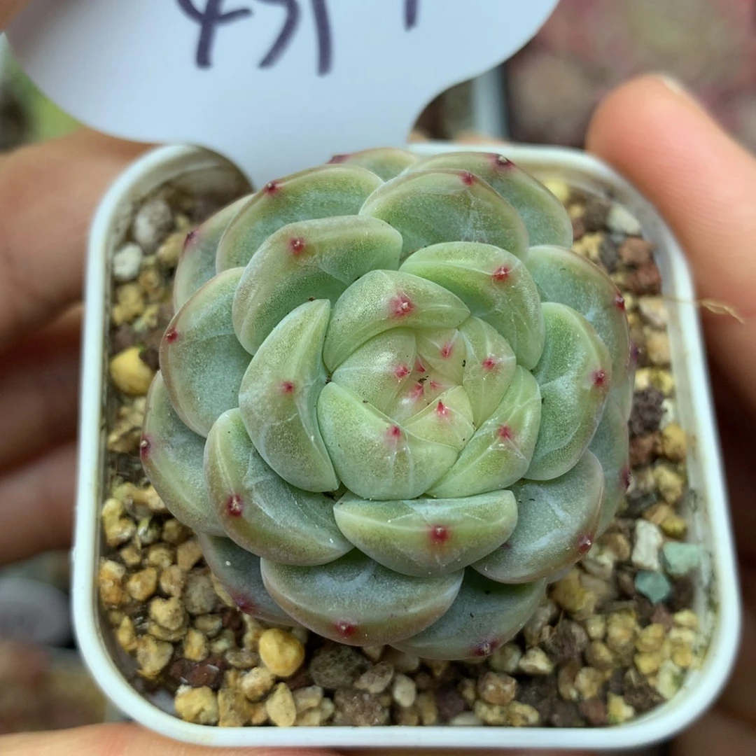 甜心E单头可拍4397