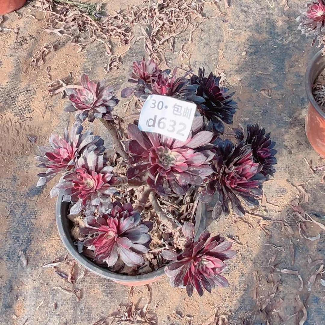 简****）632 黑天鹅多肉法师