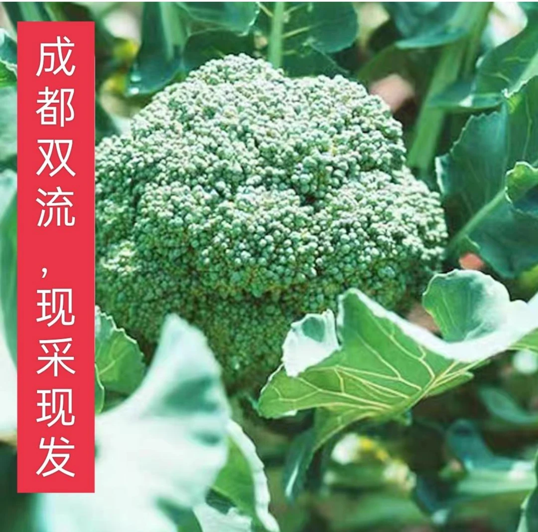 新鲜西兰花脆嫩青花菜绿花菜西蓝花椰菜西餐时令蔬菜沙拉食材