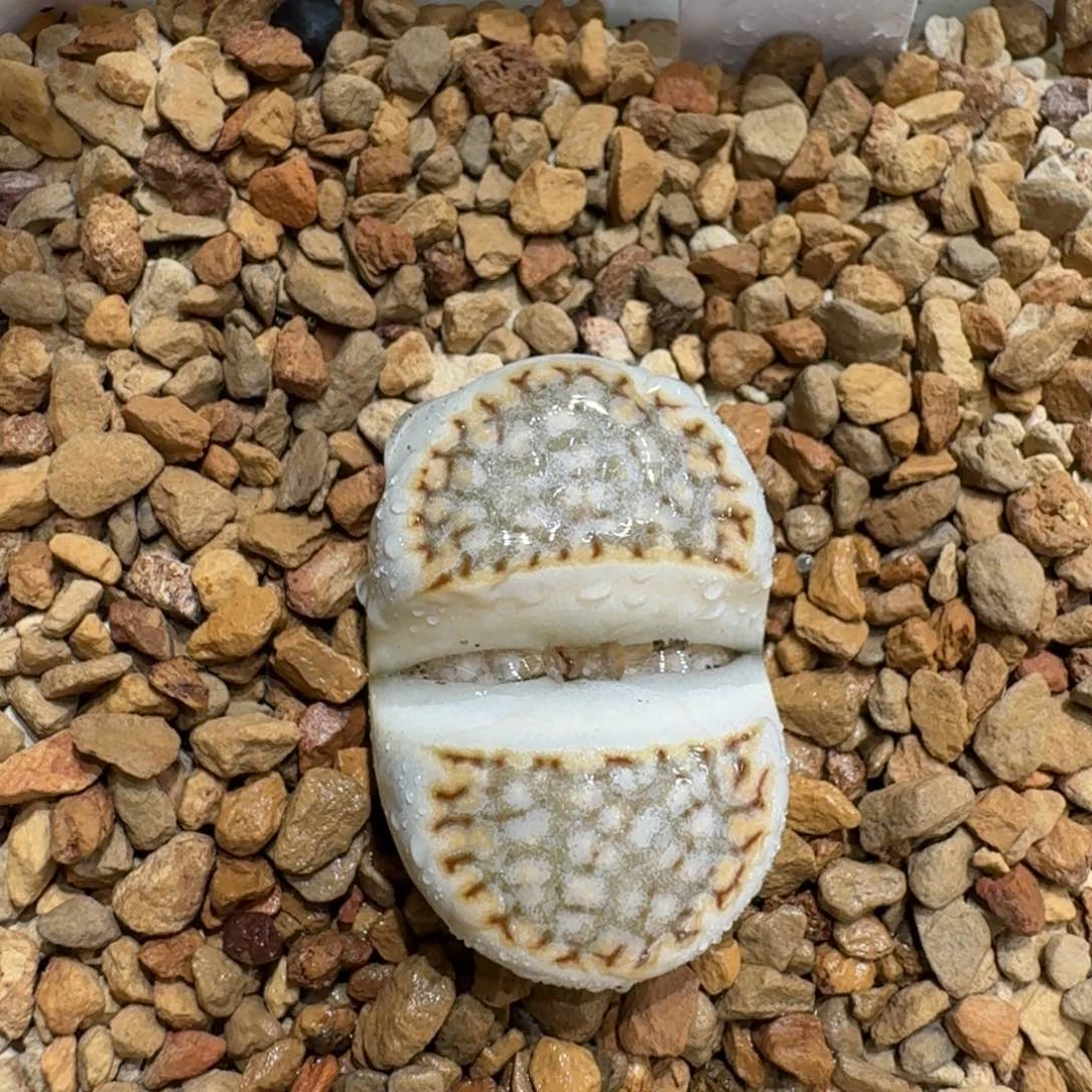 J***L0119-30饼干1621.6