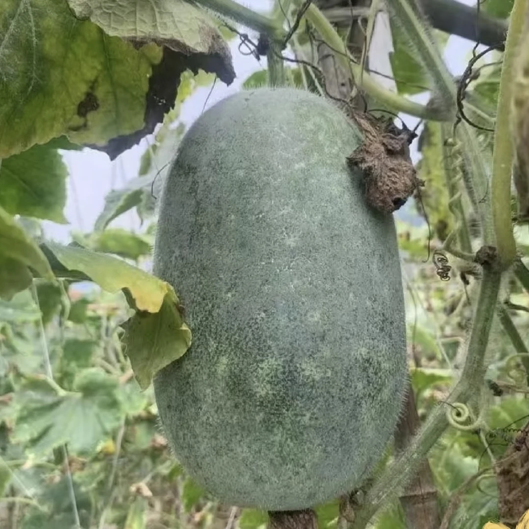 农家 带毛 小冬瓜