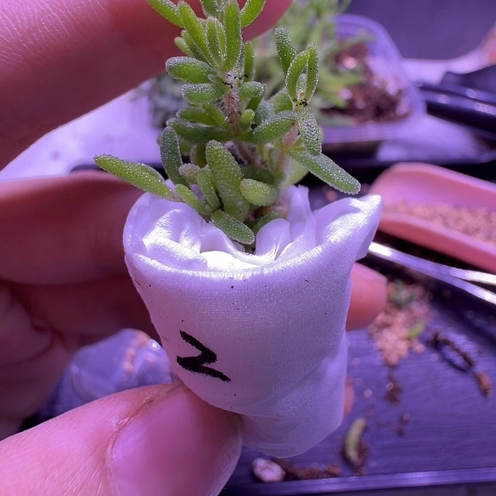 涵***涵枝干2号，狐尾头多的一颗