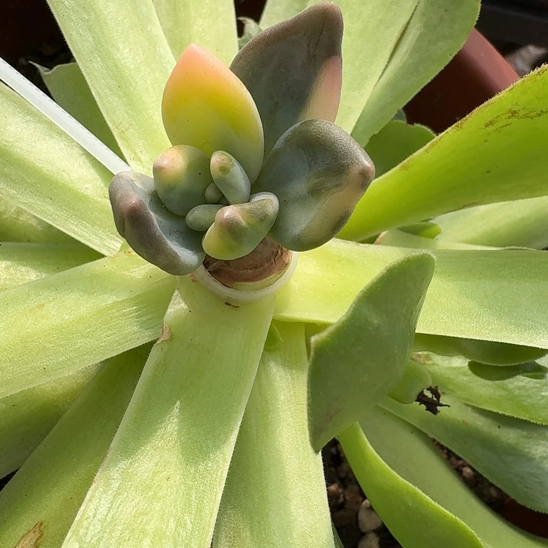 紫丽殿锦一物一拍