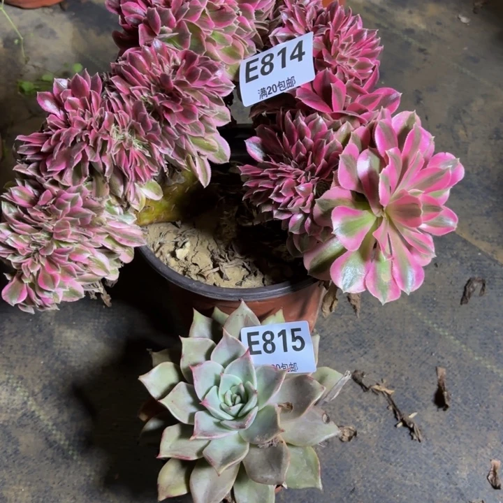 瑞妈，。。。。。。815.814。