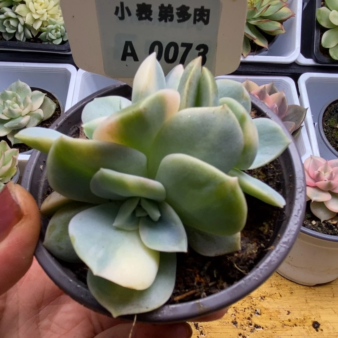 073可爱玫瑰三头h h h