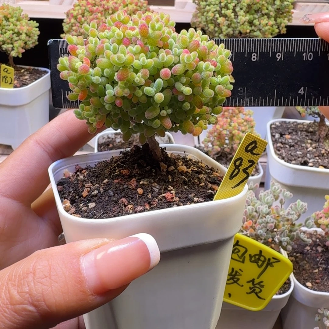 a83号蜜橘冠服6厘米左右