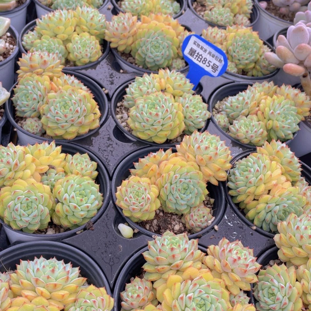量拍85号 玫瑰莲大群生四头起一个