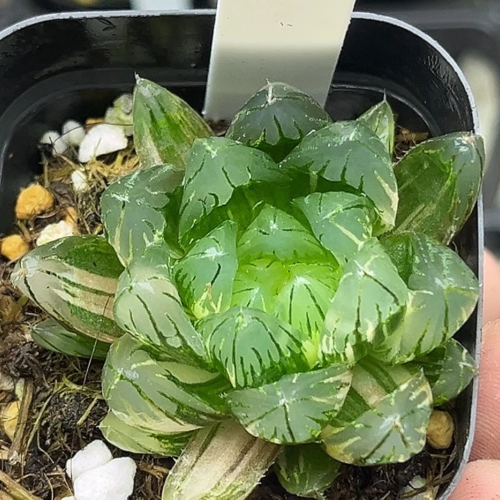 95龙鳞玉露锦头家多肉十二卷