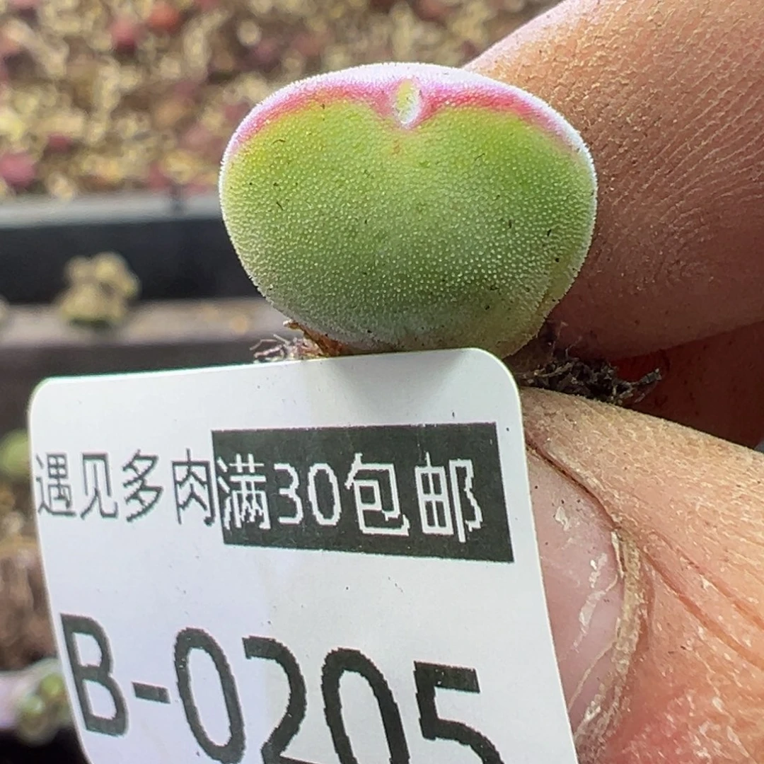 多肉植物11111111111111