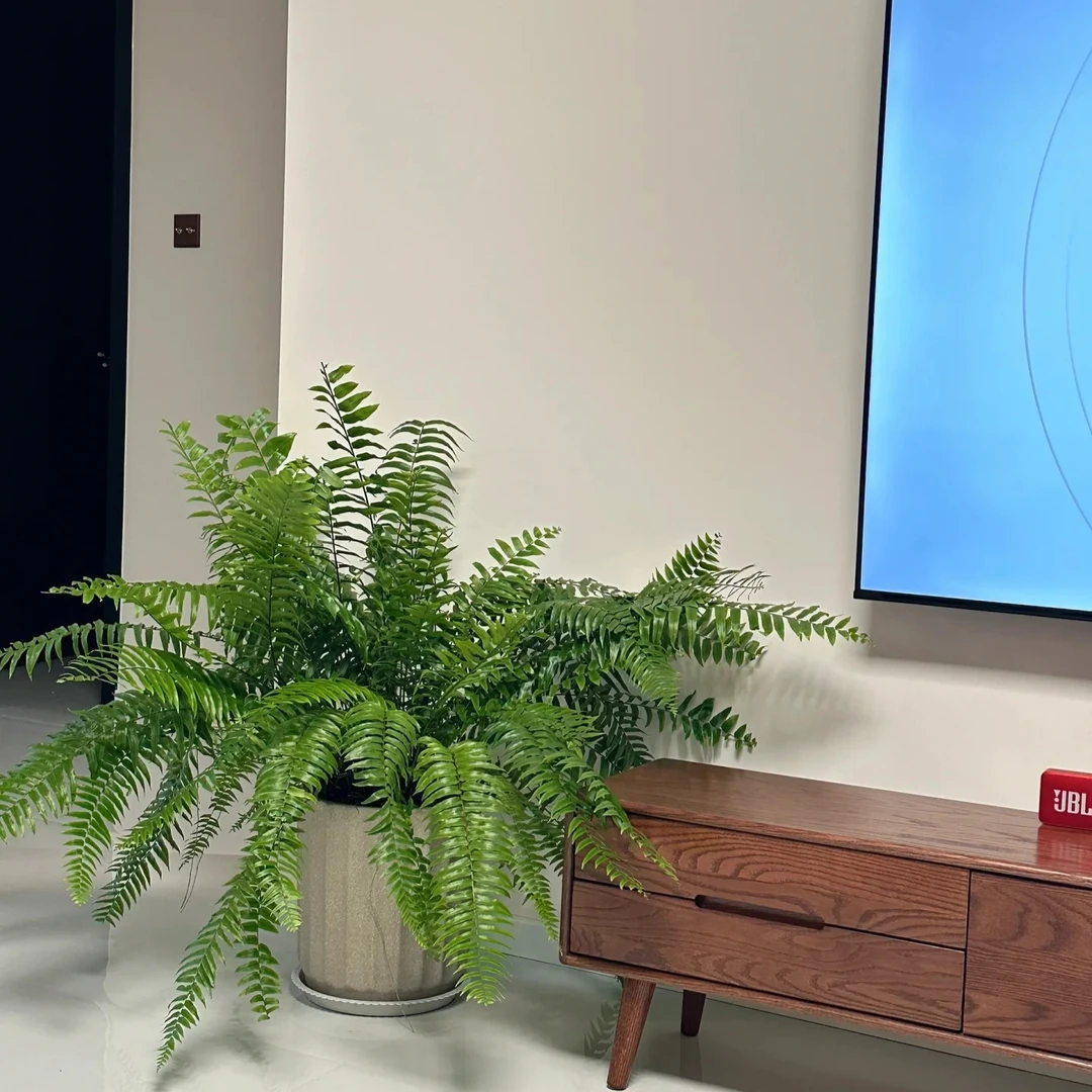 霸王蕨长叶垂吊蕨类盆栽室内好养四季常绿净化空气绿植