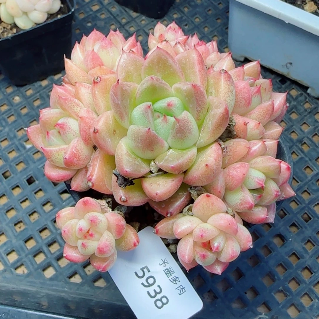 梦幻，5938多肉植物