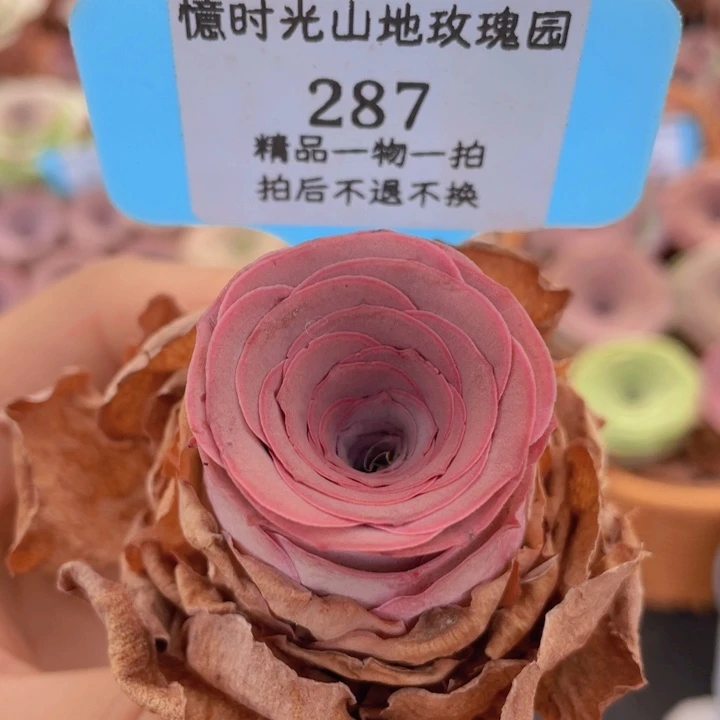 山地玫瑰287裸根发货不售后