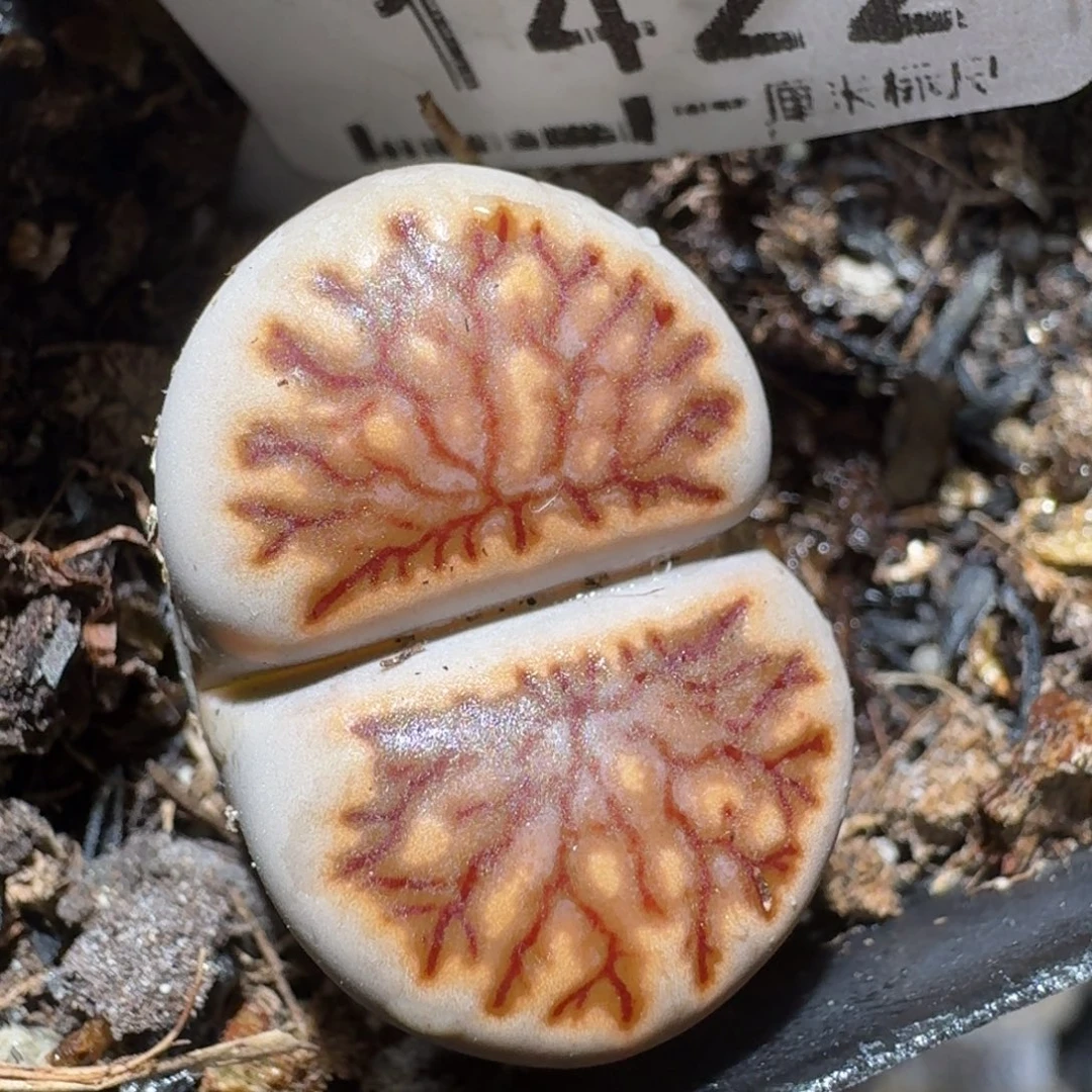 z小黄车里捡漏啦1422