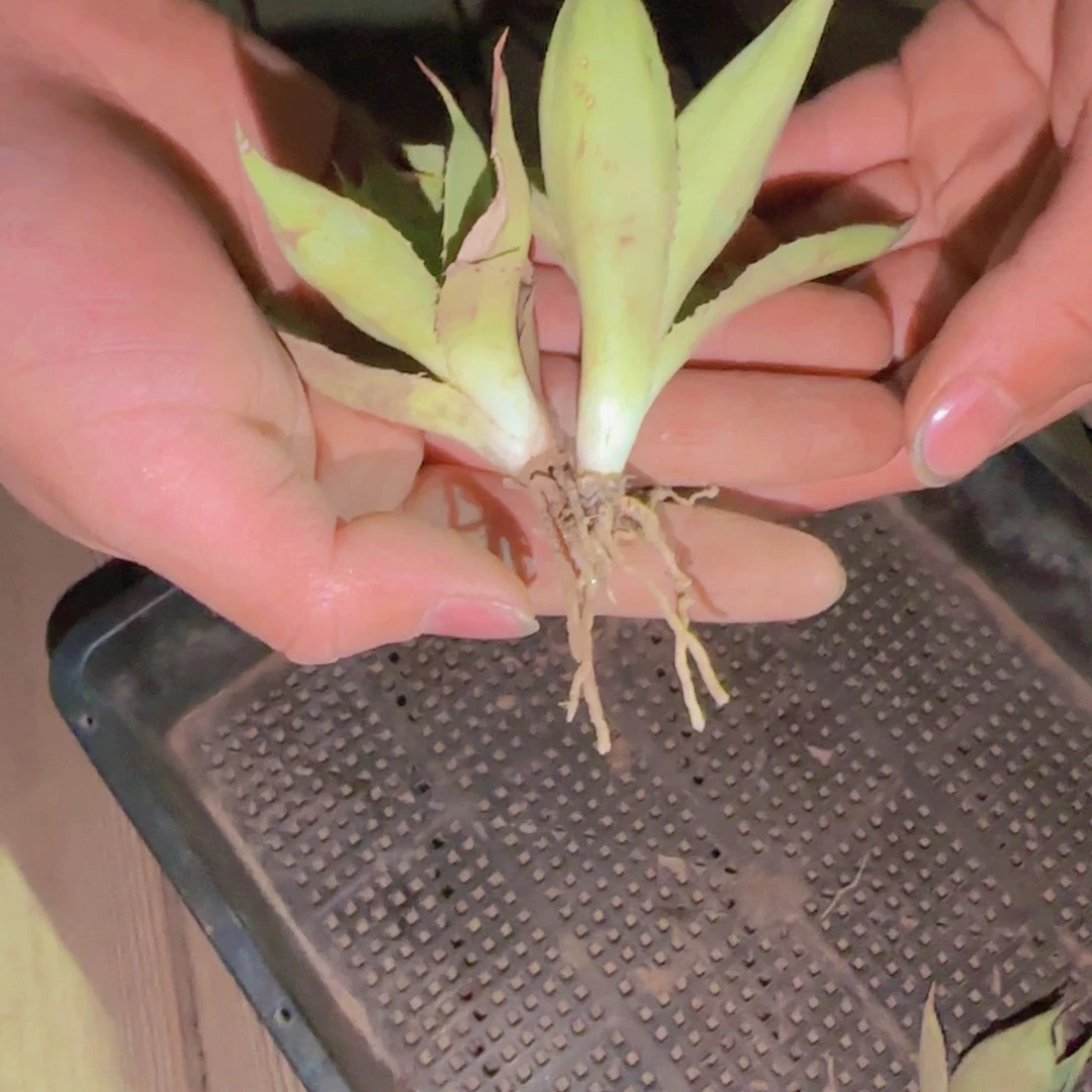 洌块根植物块根植物块根植物