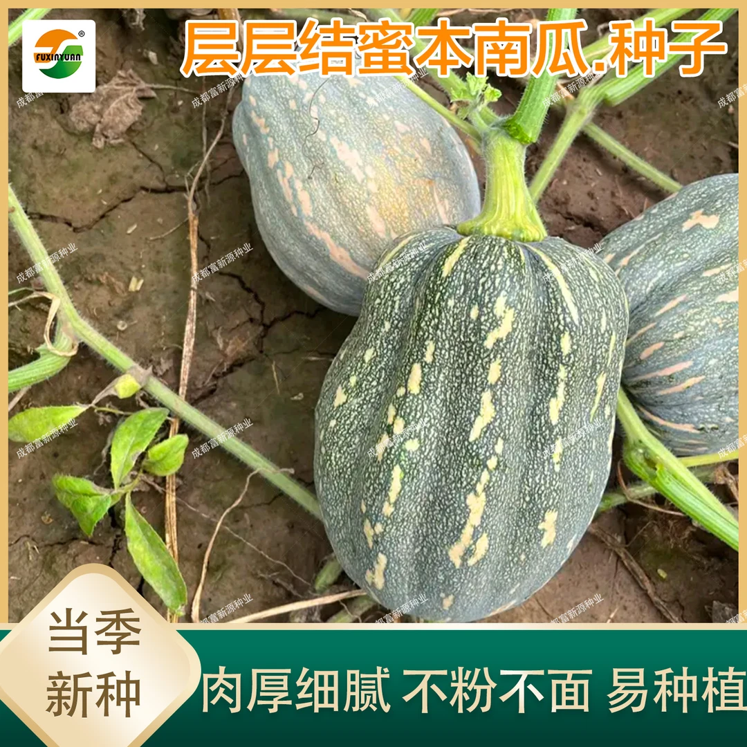 蓉香花生蜜本南瓜种子早熟果肉粉甜糯南瓜籽四季易种植蔬菜种子
