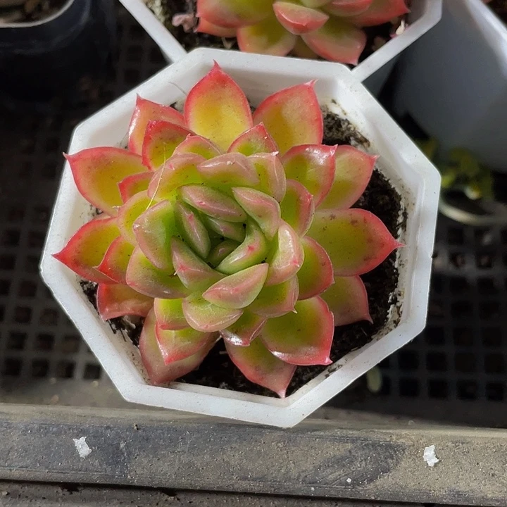 落英3.8带盆土发