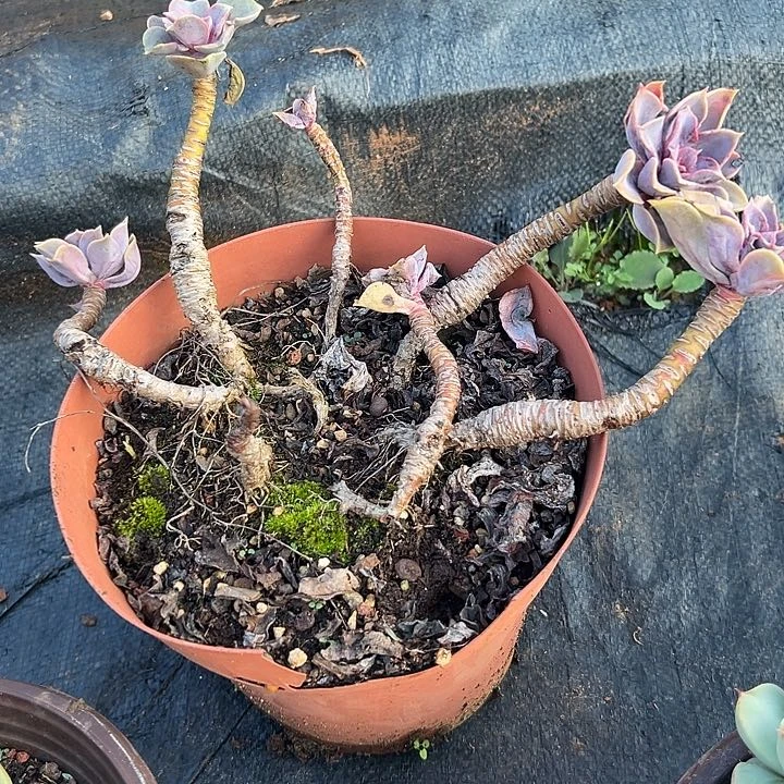 西***西多肉植物实物直播实物31
