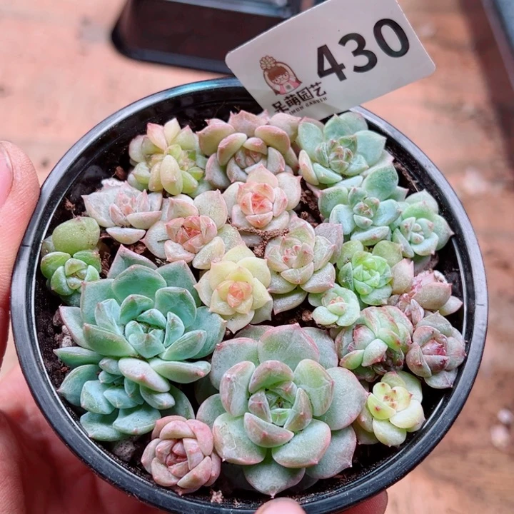 多肉植物多肉植物
