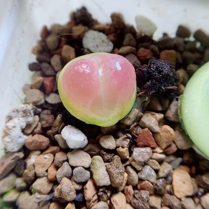 生石花花红红火火626