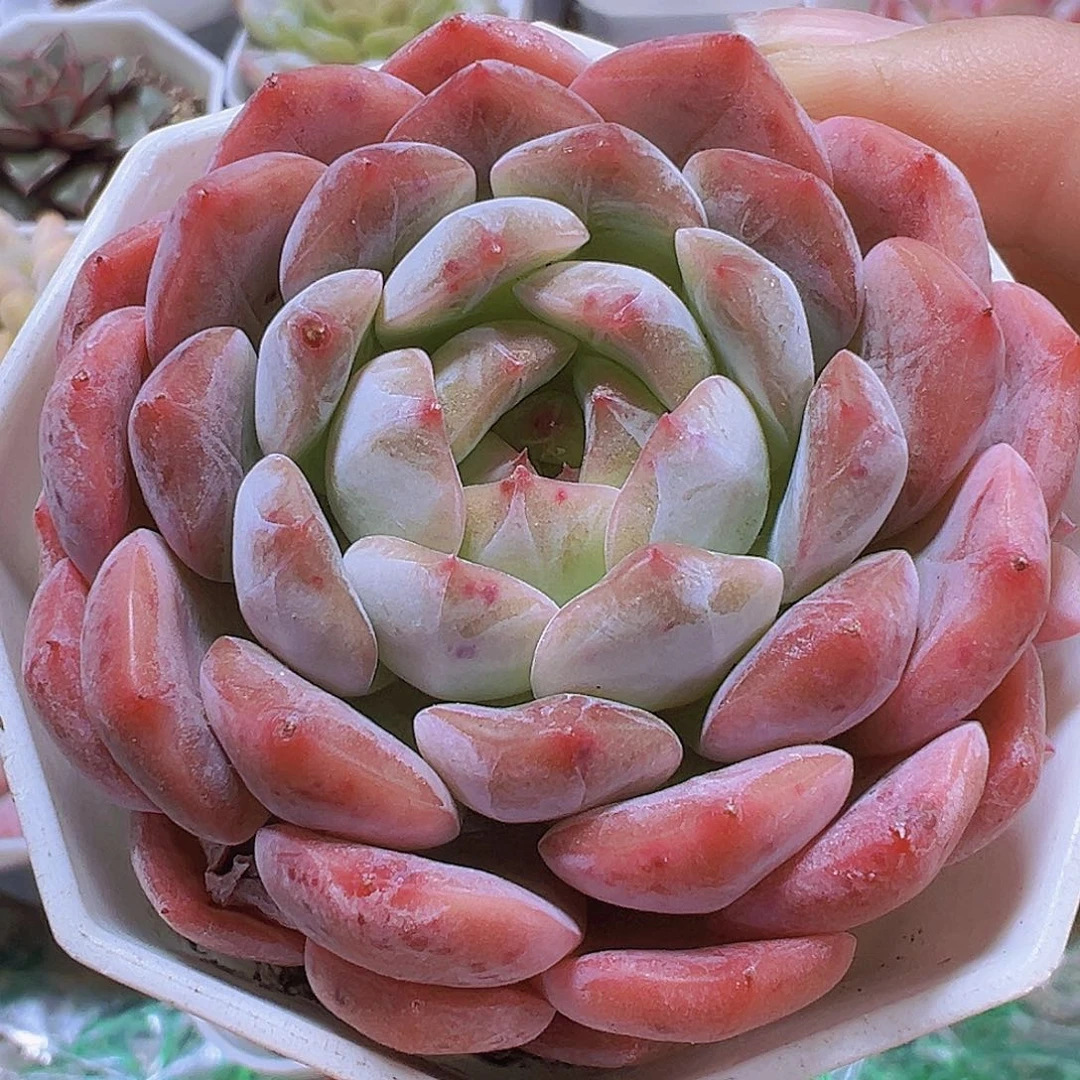 大包子冰魄19包邮多肉植物