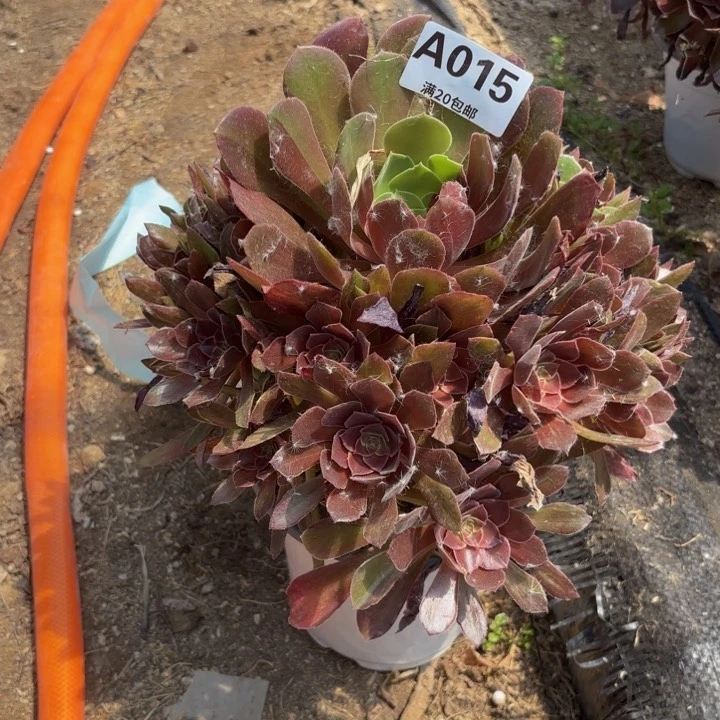 瑞妈多肉园艺015