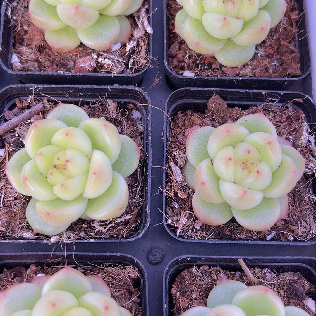 明朗珍妮19包邮多肉