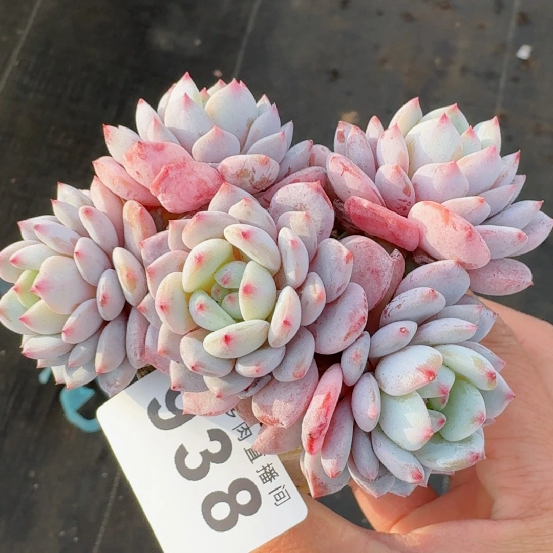 星星橙      愿你一路坦途，乘风破浪展宏图