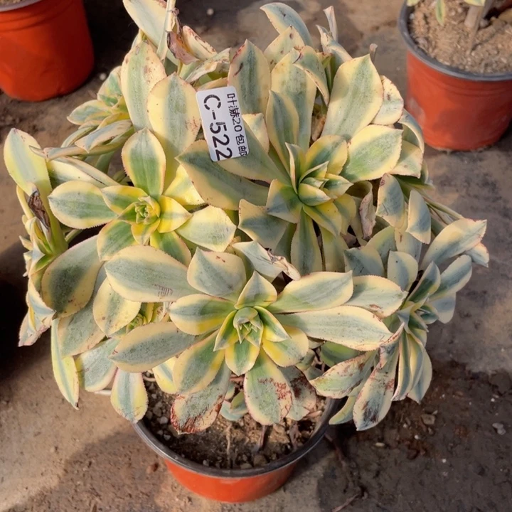 522光多肉123456789