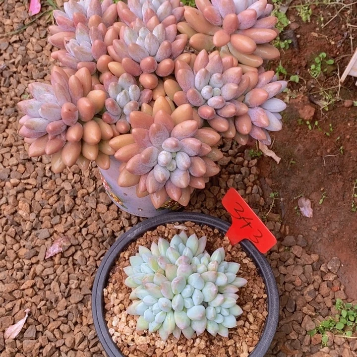 在家闲不住吗笑吐啊