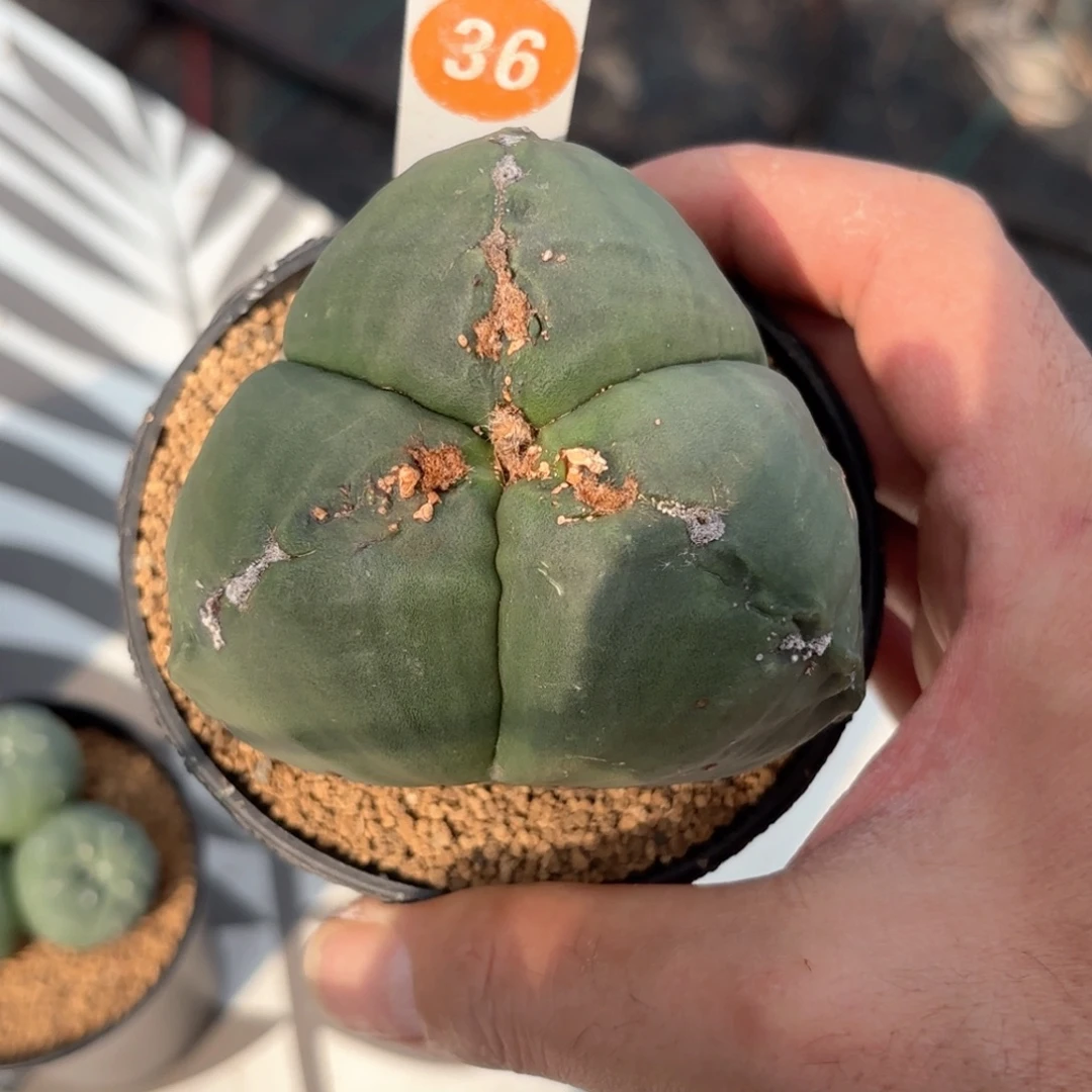 36实生三角鸾凤玉带盆带土