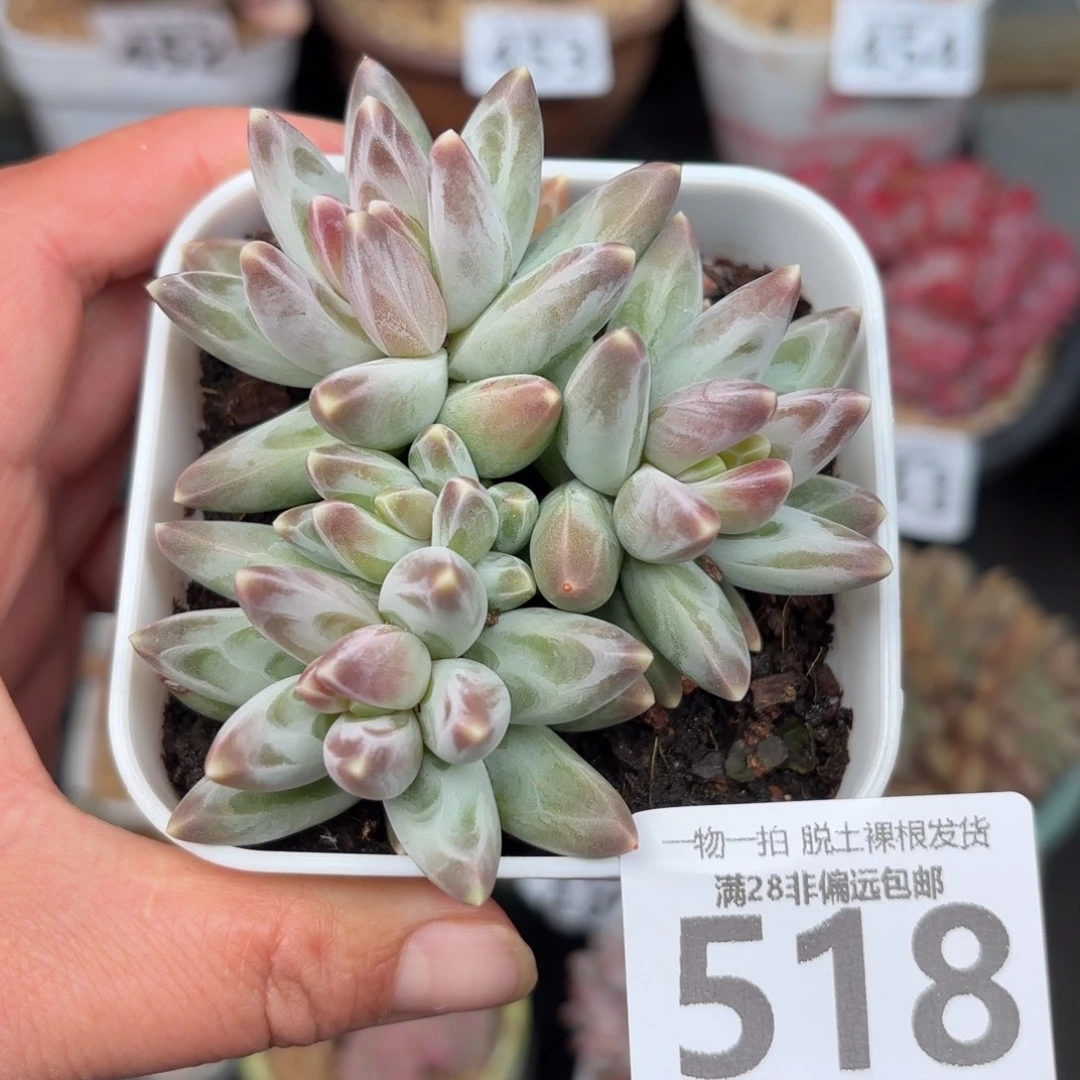 乌拉克拉无盆土发货