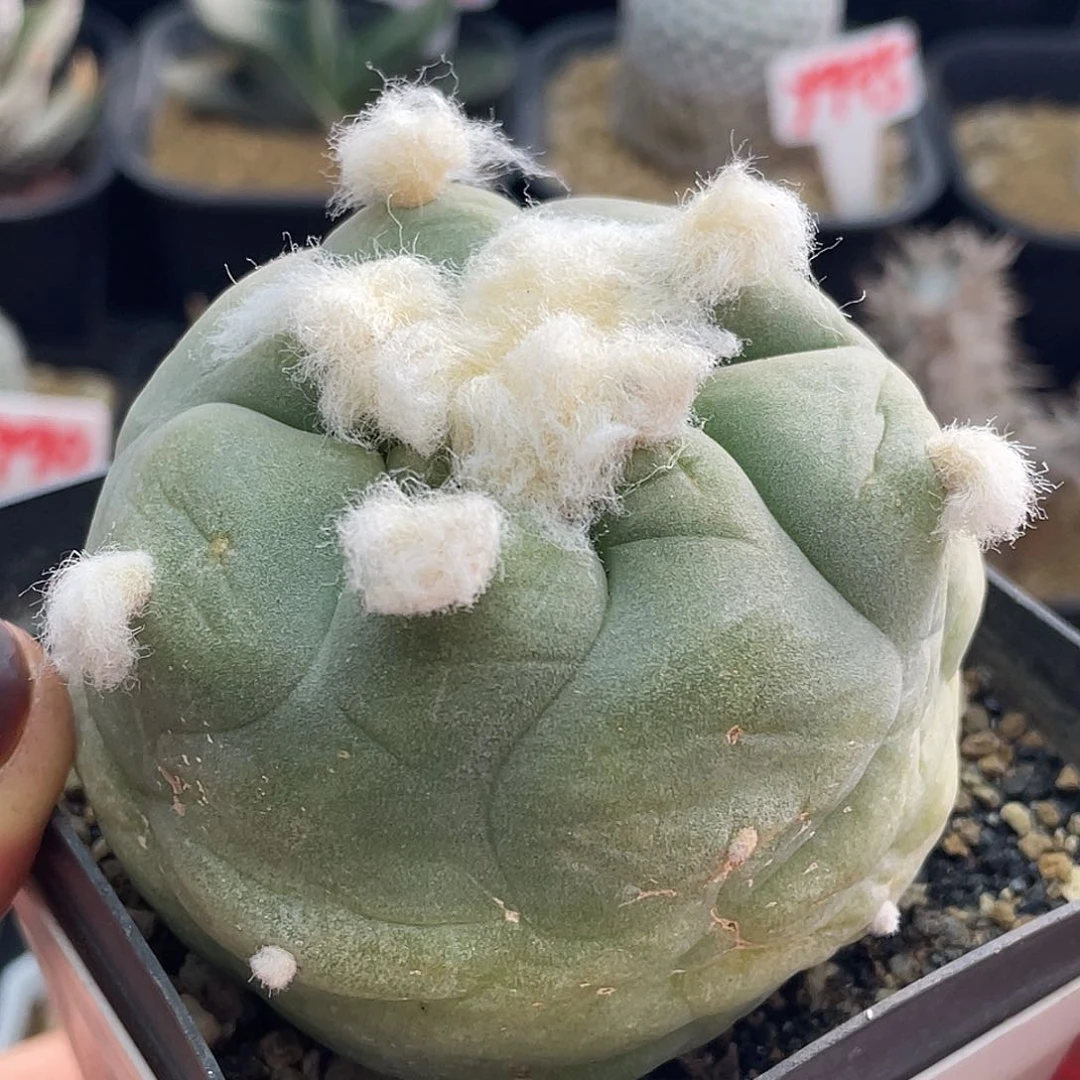 实生长毛大尤云海翠