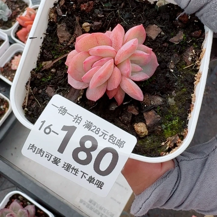 石化桔子冰无盆土发货多肉多