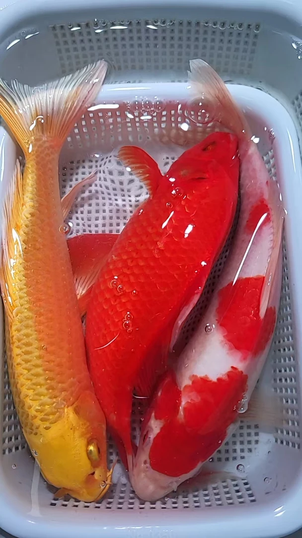 【 8】18-20cm 1红白1黄1红草  新手好养耐活 观赏鱼