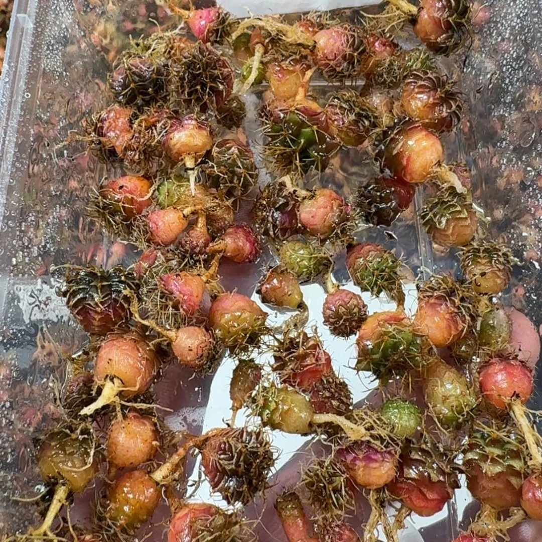 米哈实生自然锦练手球18