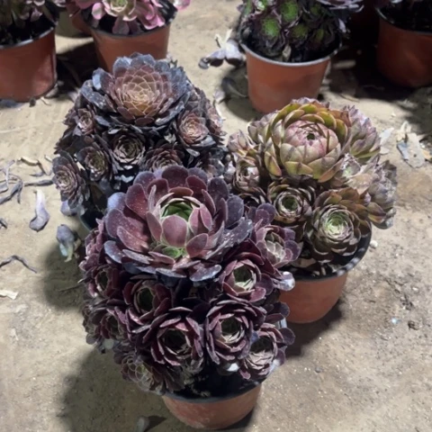 746多肉植物组合