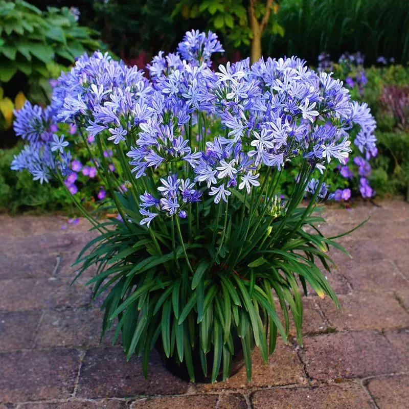 进口百子莲盆栽苗庭院阳台花卉多年生宿根易养活四季常绿冬季耐寒